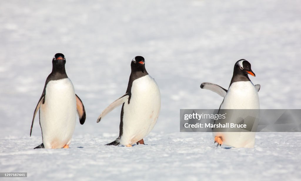 Three Gentoo Penguins in Antarctica