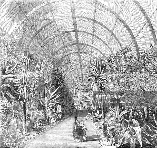 The great Chatsworth Conservatory - the interior, from the Central Walk, 1844. Tropical plants inside the enormous glasshouse at Chatsworth House in...