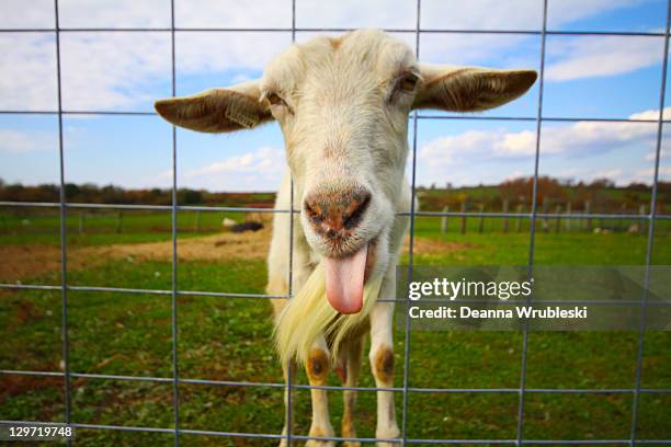 goat sticking out tongue - animals in captivity stock-fotos und bilder