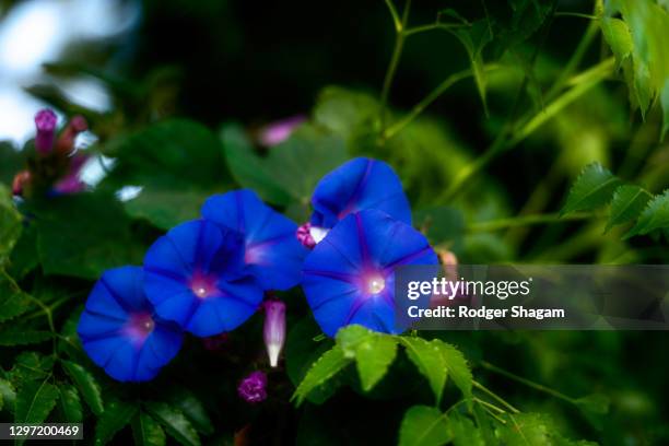spray of morning glory flowers. creeper - morning glory stock pictures, royalty-free photos & images