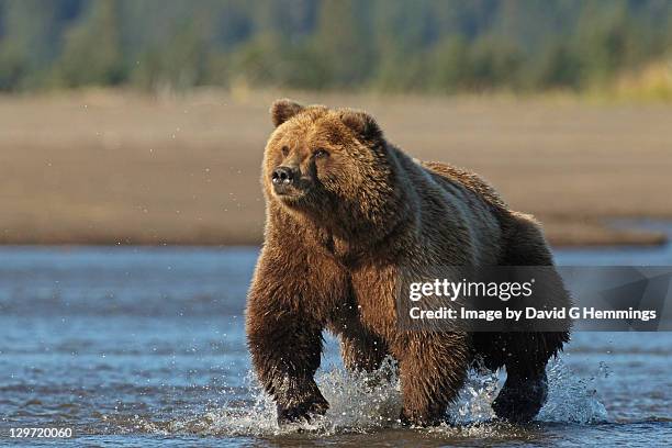 736点のアラスカヒグマのストックフォト Getty Images 736点のアラスカヒグマのストックフォト Getty Images