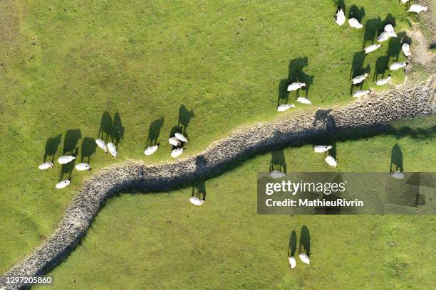 aerial photo of sheeps at mont saint-michel - manche bildbanksfoton och bilder