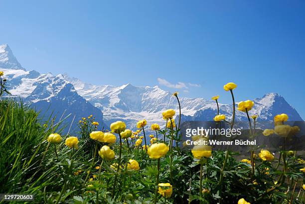 meadow with flowers in swiss alps - schweizer alpen stock-fotos und bilder