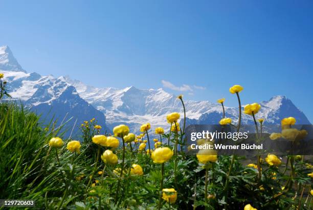 meadow with flowers in swiss alps - alpi foto e immagini stock