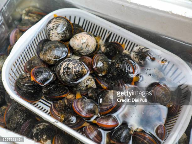 freshwater clams, extra large shijimi, japanese basket clams - corbiculidae fotografías e imágenes de stock