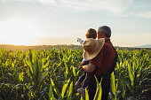 Happy family in corn field. Family standing in corn field an looking at sun rise
