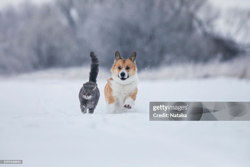 Gray cat and corgi dog walk together on white snow in a sunny winter garden