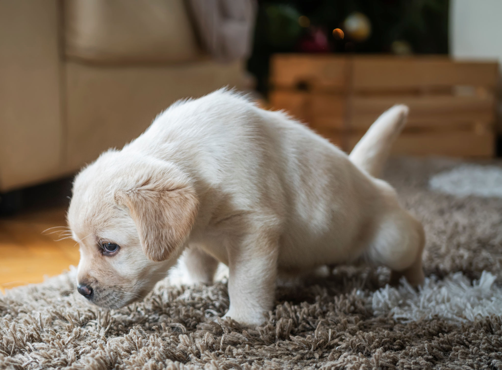 puppy exploring home