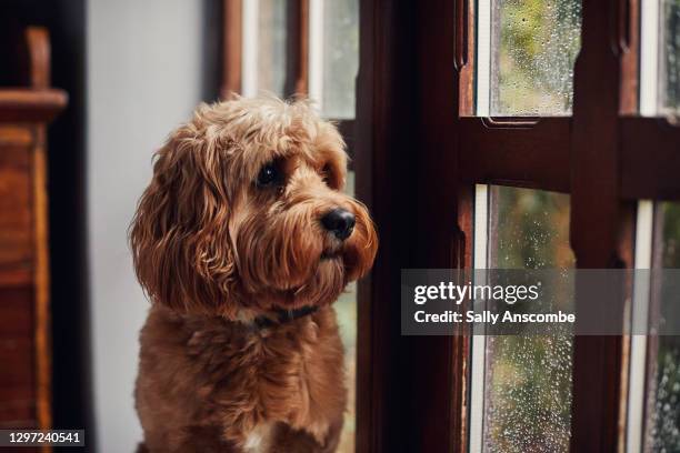 dog looking out the window - cavoodle stockfoto's en -beelden