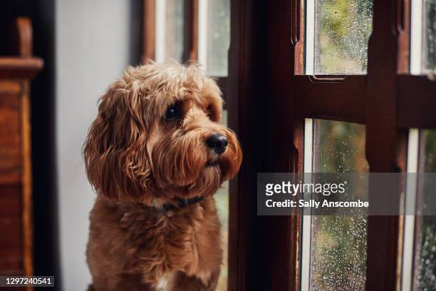 dog looking out the window - dog waiting stock pictures, royalty-free photos & images