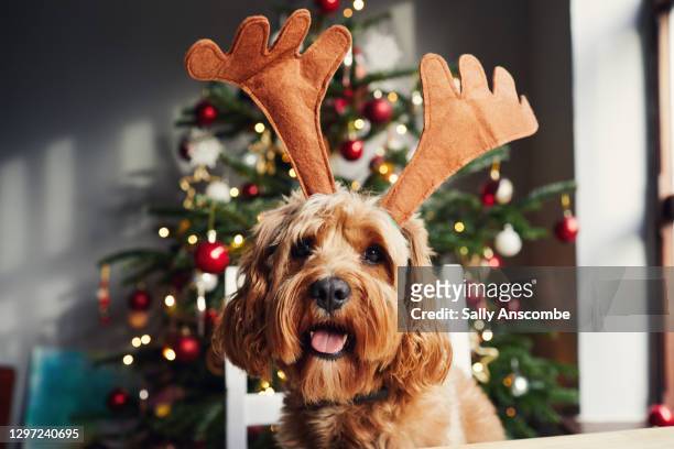 dog wearing reindeer antlers at christmas time - huisdier stockfoto's en -beelden