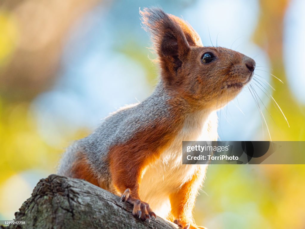 Close-up portrait of red squirrel perched on the branch