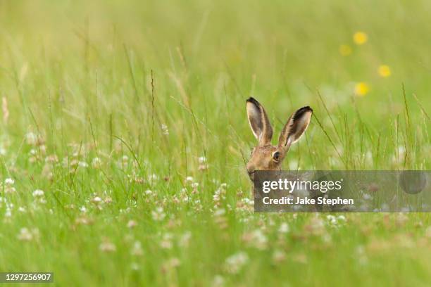 brown hare sniffing grass in clover field - hare stock pictures, royalty-free photos & images