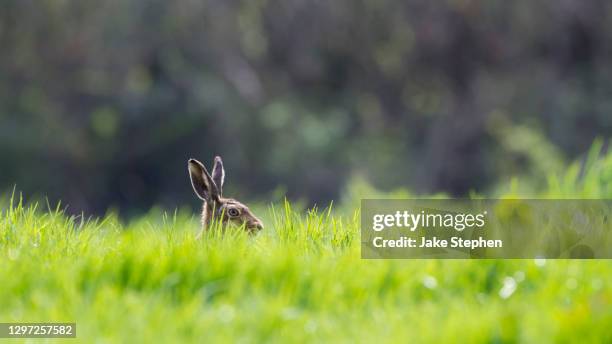 hare in grass - lepus europaeus stock pictures, royalty-free photos & images