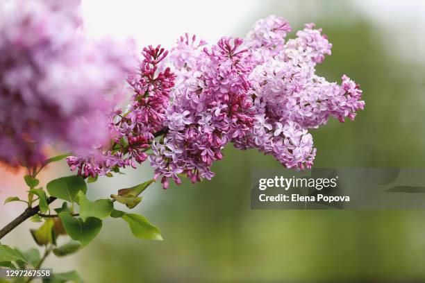 springtime coming. lilac flowers background - lilac bush stock pictures, royalty-free photos & images