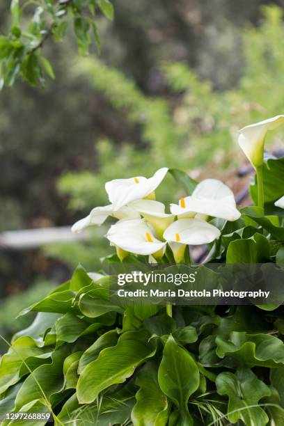 calla-lily in bloom (zantedeschia) - calla stockfoto's en -beelden