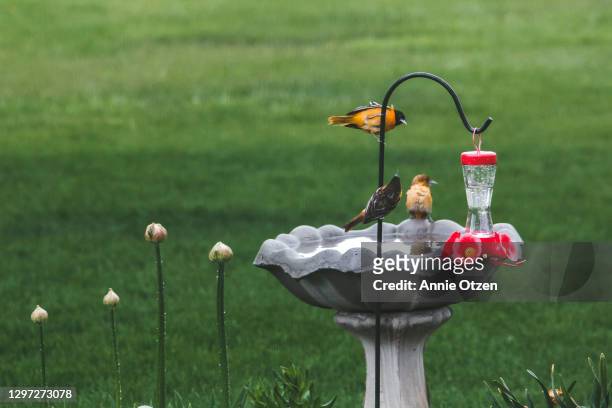 orioles at a bird bath and bird feeder - bird feeder stock pictures, royalty-free photos & images