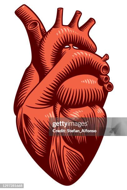 ilustraciones, imágenes clip art, dibujos animados e iconos de stock de ilustración vectorial de un corazón - heart anatomy