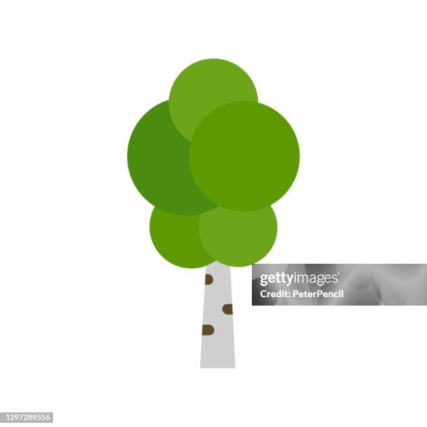 birch tree - vector cartoon illustration - birch trees stock illustrations