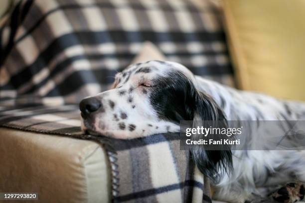 980点のイングリッシュセッターのストックフォト Getty Images 980点のイングリッシュセッターのストックフォト Getty Images