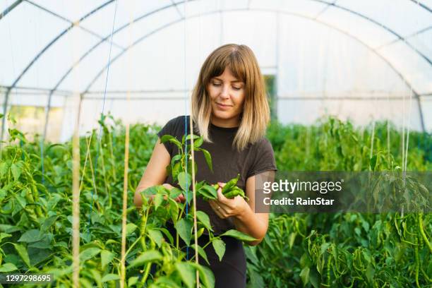 vrij jonge vrouw die groene spaanse peper in serre verzamelt kijkt gelukkig - agriculture happy stockfoto's en -beelden