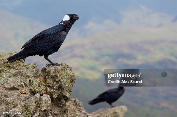 big crow, ethiopia - glenn hunt corby stock pictures, royalty-free photos & images