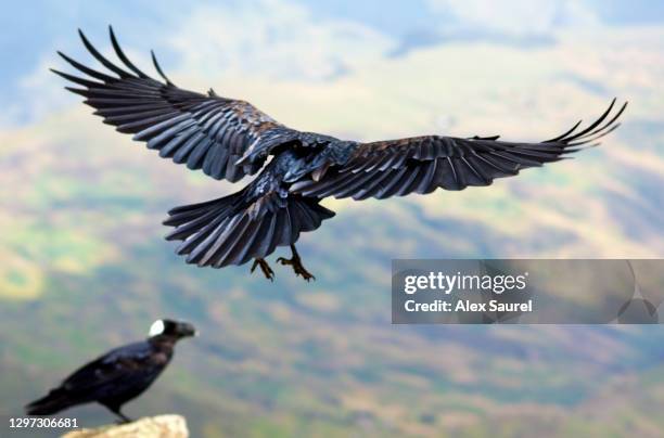 big crow flying, ethiopia - glenn hunt corby stock pictures, royalty-free photos & images