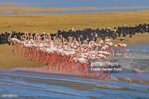 greater flamingo am atlantischen ozean, phoenicopterus roseus und cape cormorant, phalacrocorax capensis, walvisbay, namibia, phoenicopteriformes, phoenicopteridae. - bucht walvis bay stock-fotos und bilder