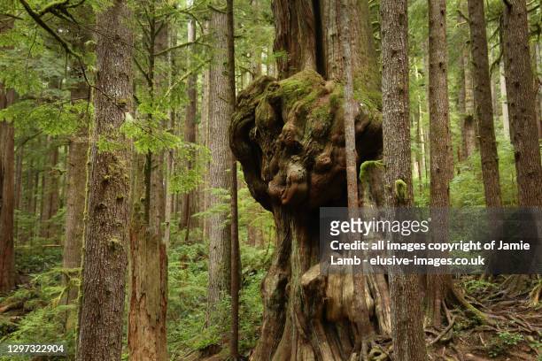 canada's gnarliest tree, avatar grove, vancouver island - bosque primario fotografías e imágenes de stock