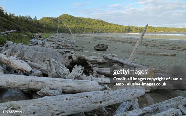 cox bay, tofino, pacific northwest - long beach britisch kolumbien stock-fotos und bilder