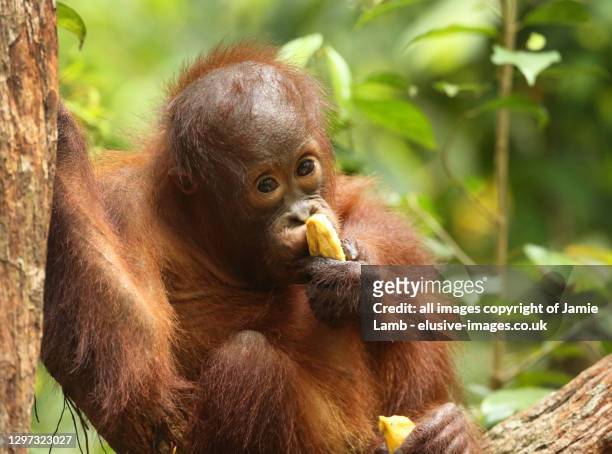 young cute bornean orang-utan eating - bornean orangutan stock pictures, royalty-free photos & images