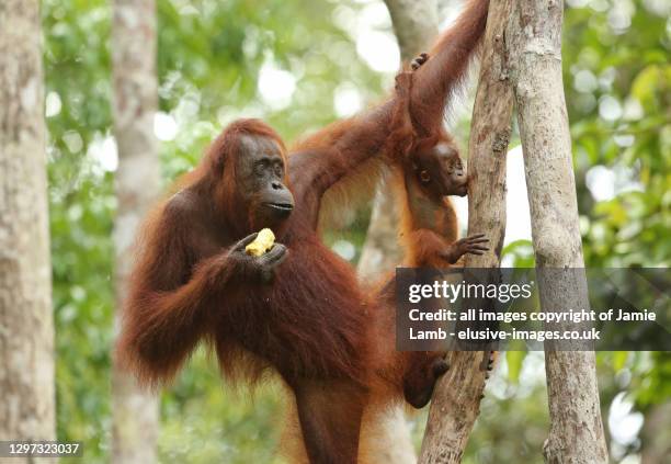 mother and baby orang-utan in borneo - bornean orangutan stock pictures, royalty-free photos & images