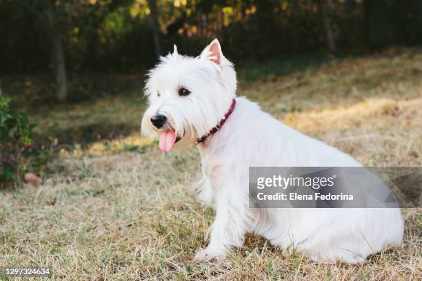 portrait of a dog west highland white terrier. - terrier stock pictures, royalty-free photos & images