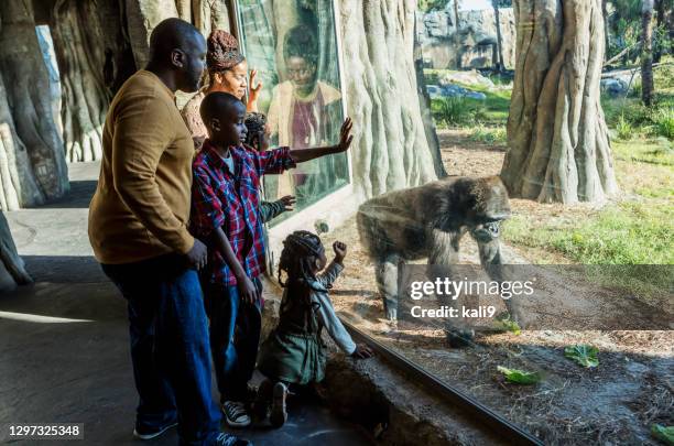 afroamerikanische familie zu besuch im zoo - kinder zoo stock-fotos und bilder