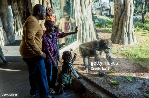 african-american family visiting the zoo - familie zoo stock pictures, royalty-free photos & images
