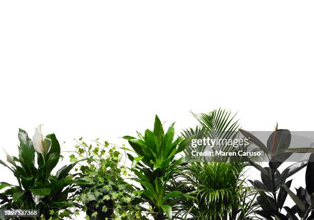 variety of house plants - topfpflanze stock-fotos und bilder