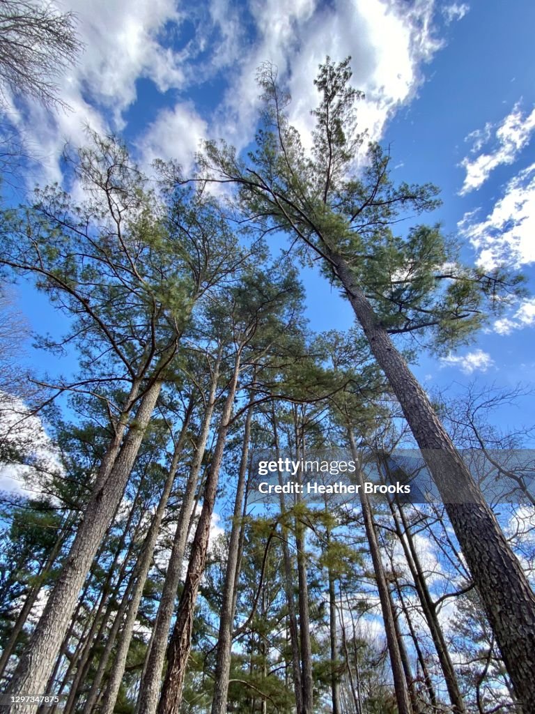 Pines Reaching