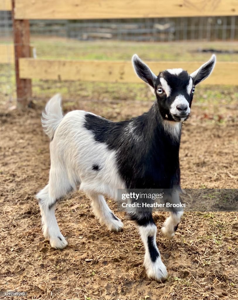 Goat kid