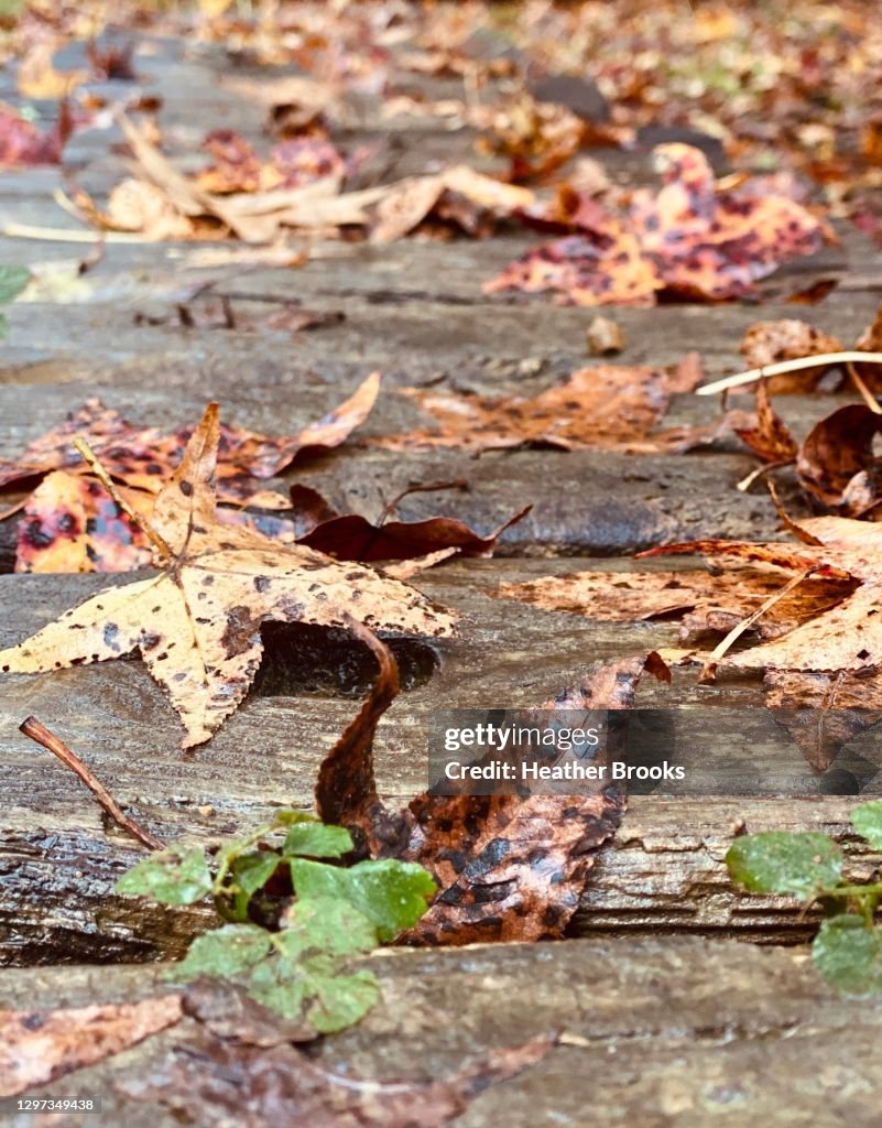 Leaves