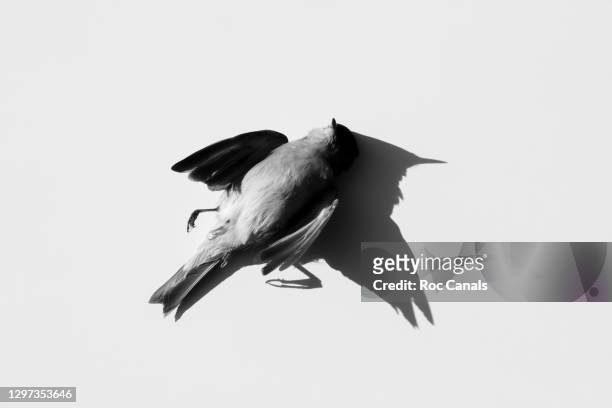 dead bird - bare corpse stock pictures, royalty-free photos & images