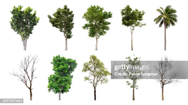 collections mix green tree, dead tree isolated on white background. - tree on white ストックフォトと画像