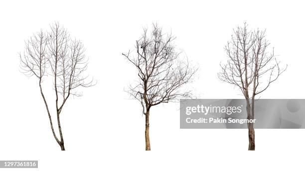 collections dead tree isolated on white background. - kale boom stockfoto's en -beelden