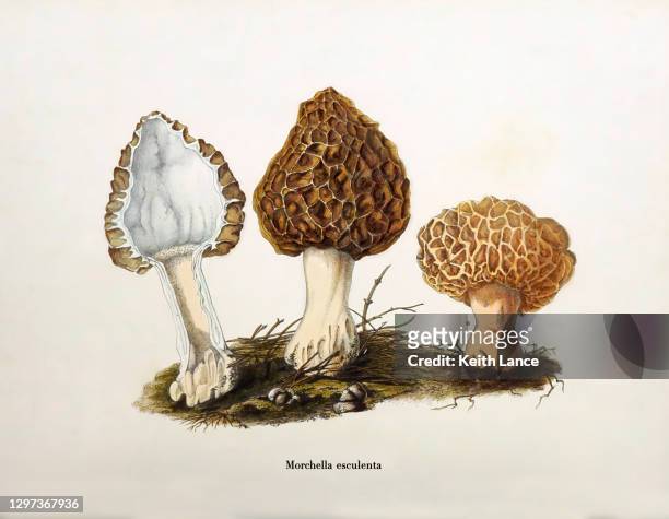 yellow morel mushroom (morchella esculenta) - morel mushroom stock illustrations