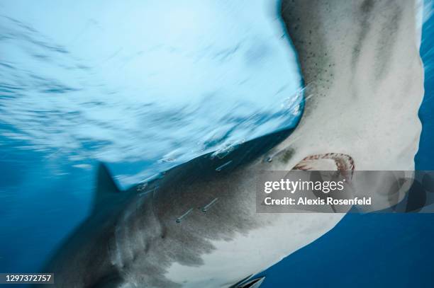 Close-up of great hammerhead shark swimming close to the surface on December 24, 2007 in Bimini, Bahamas, Caribbean Sea. Sphyrna mokarran is between...