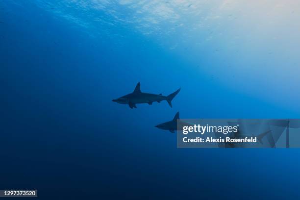 Hammerhead sharks swimming around Daedalus Island on May 01 off the coast of Egypt, Red Sea. Daedalus Island is a hotspot for scuba diving in Egypt...