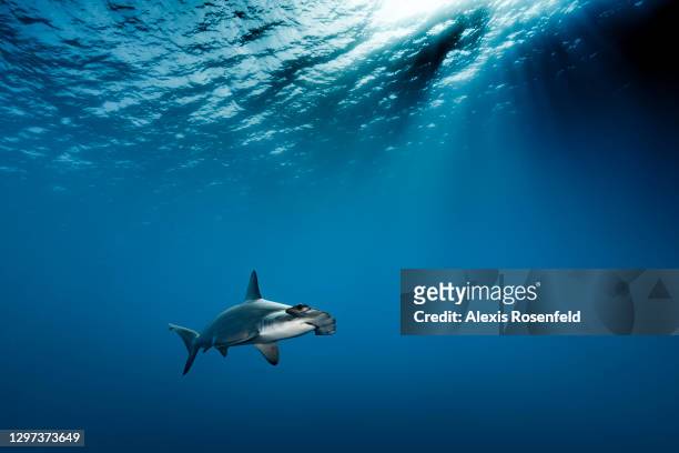 Hammerhead shark swimming near Daedalus Island on May 01 off the coast of Egypt, Red Sea. Daedalus Island is a hotspot for scuba diving in Egypt to...