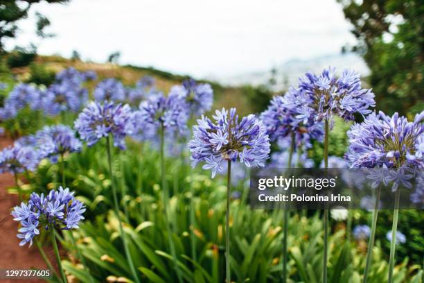 beautiful view of the blooming valley. - african lily stock pictures, royalty-free photos & images