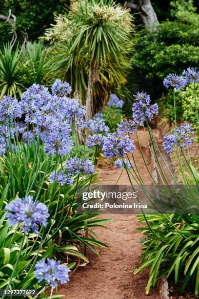 blooming spring garden. - african lily photos et images de collection