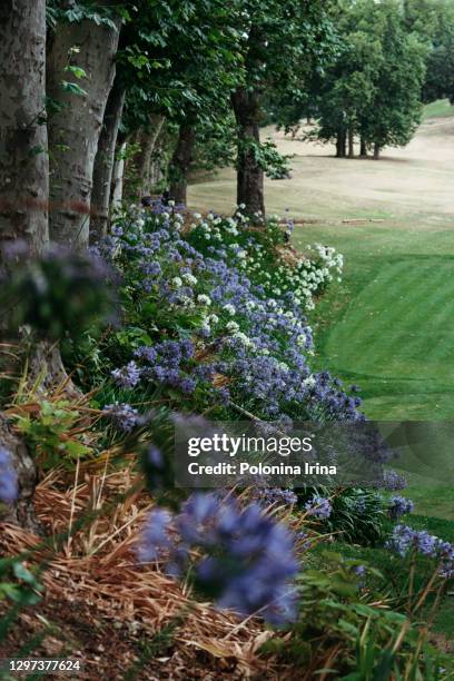 beautiful view of the blooming valley. - agapanthus stock pictures, royalty-free photos & images