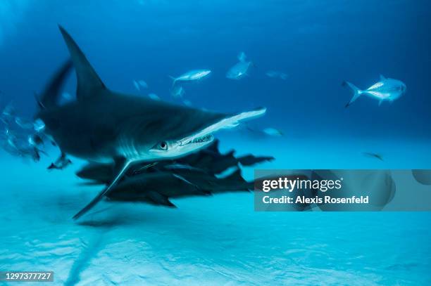 Great hammerhead shark swimming on a sandy bottom on December 24, 2007 in Bimini, Bahamas, Caribbean Sea. Sphyrna mokarran is between 3.5 and 6 m...